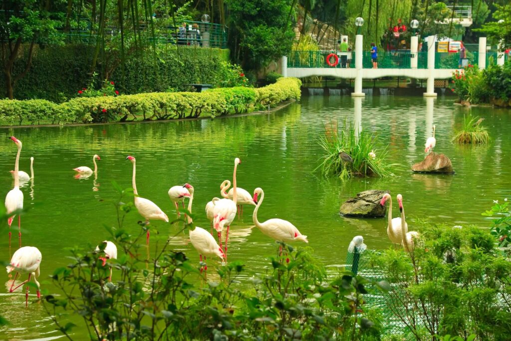 You can see flamingos at Kowloon Park Bird Lake.